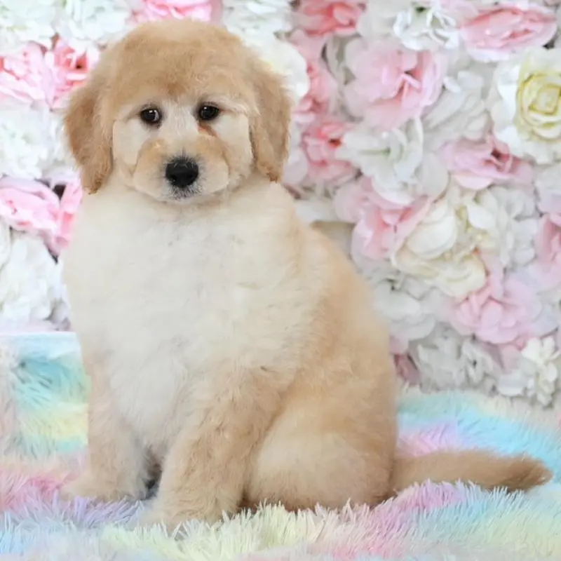 販売中の兵庫県のスタンダードプードル-453108