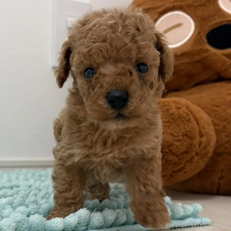 販売中の三重県のタイニープードル-453123