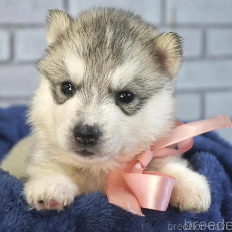 販売中の熊本県のシベリアンハスキー-453196