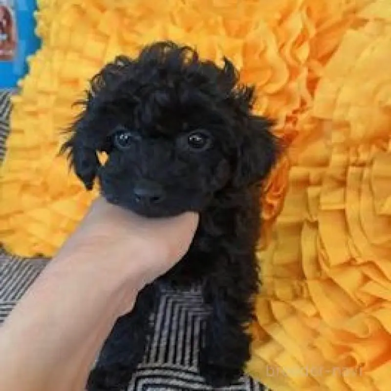 販売中の栃木県のタイニープードル-453208