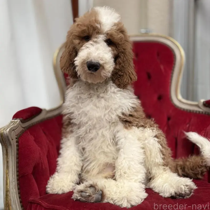 販売中の京都府のスタンダードプードル-453213