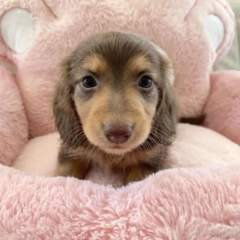 販売中の熊本県のミニチュアダックスフンド(ロングヘアード)-453222