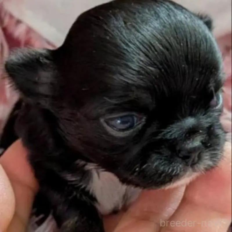 販売中の秋田県のチワワ(ロングコート)-453228