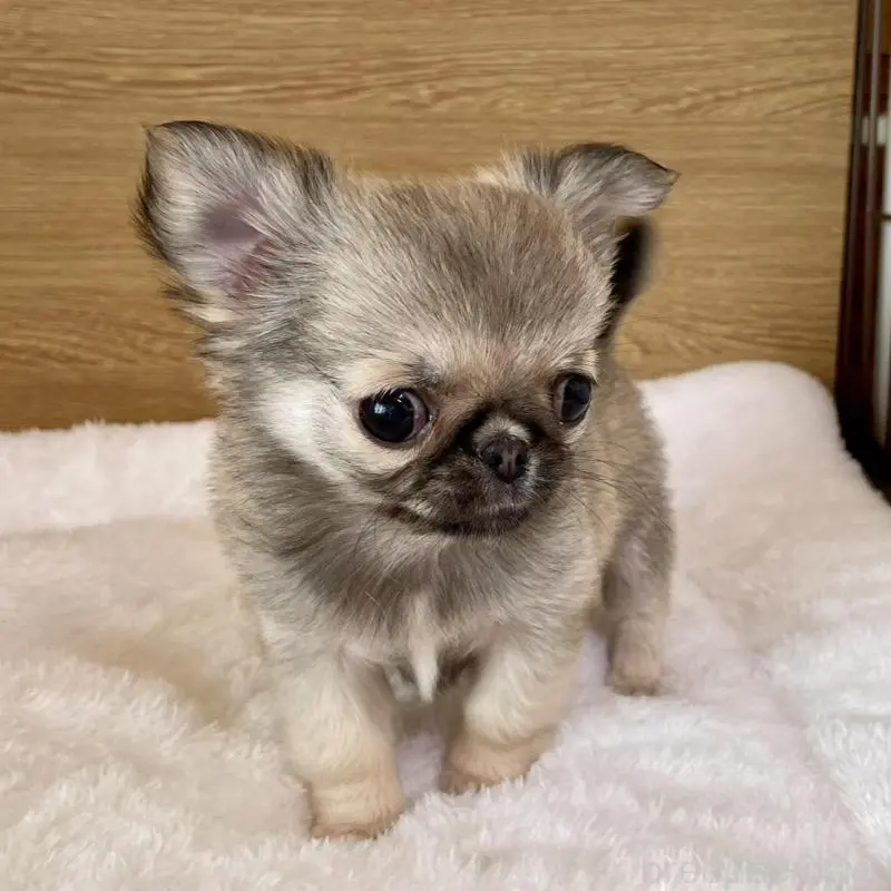 販売中の栃木県のミックス犬-453280