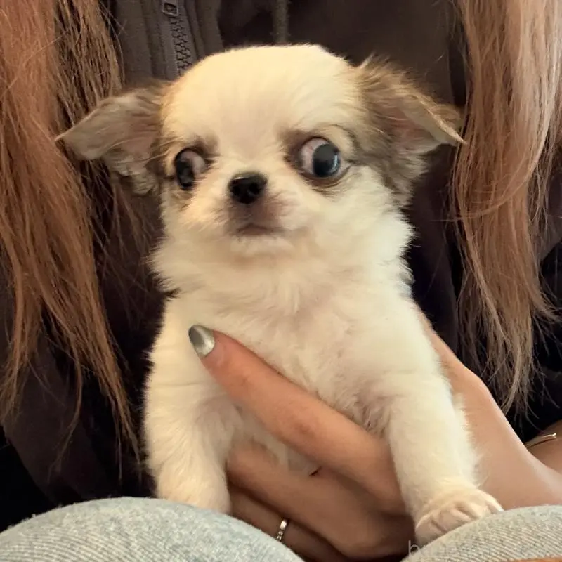 販売中の大阪府のチワワ(ロングコート)-453284