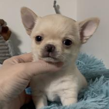 ♀︎チワワ(ロングコート)