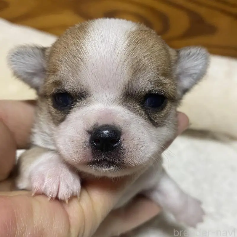 販売中の北海道のチワワ(ロングコート)-453101