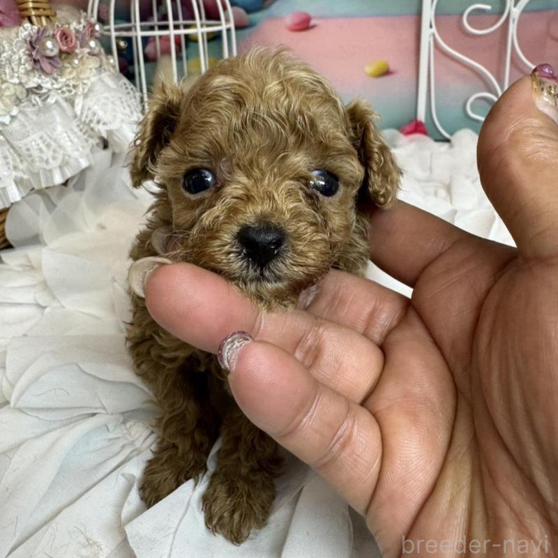 販売中の広島県のティーカッププードル-451461