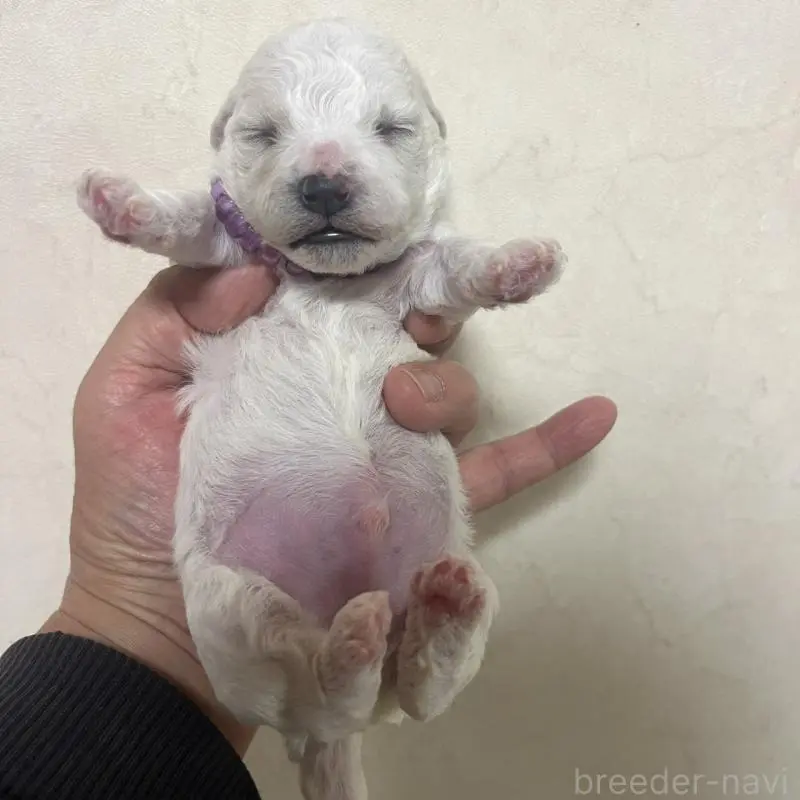 販売中の三重県のビションフリーゼ-453413