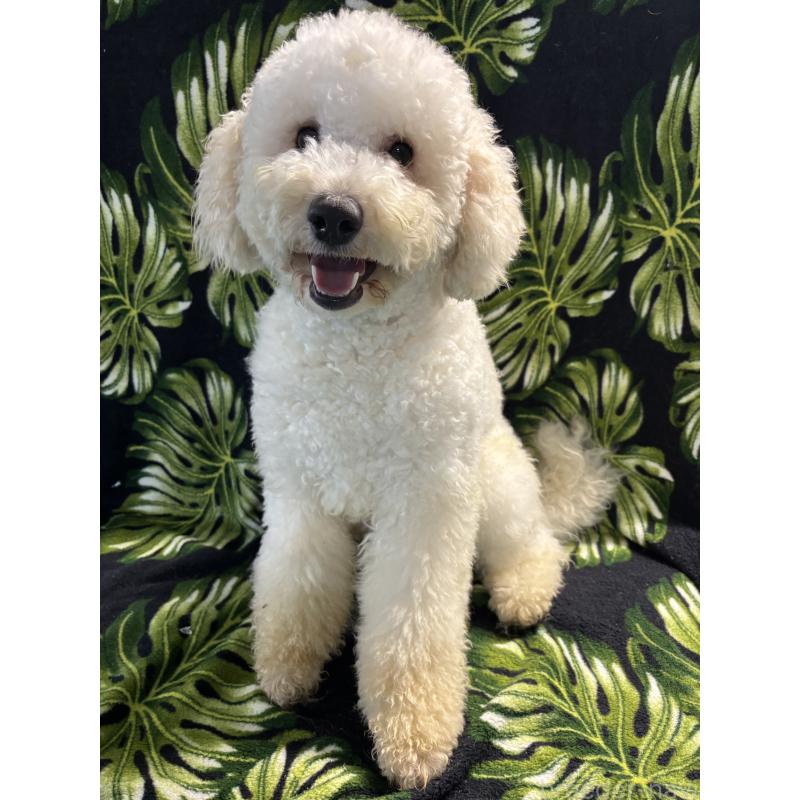 販売中の茨城県のミディアムプードル-448108