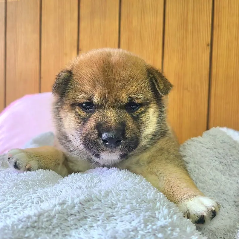 販売中の神奈川県の豆柴-453451