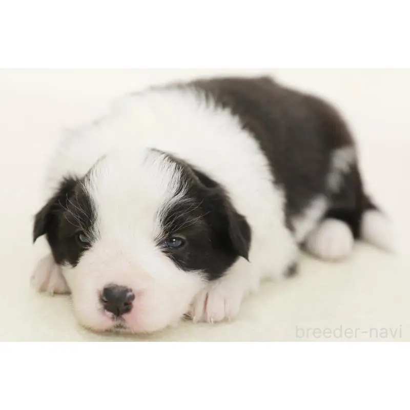 販売中の神奈川県のボーダーコリー-453557