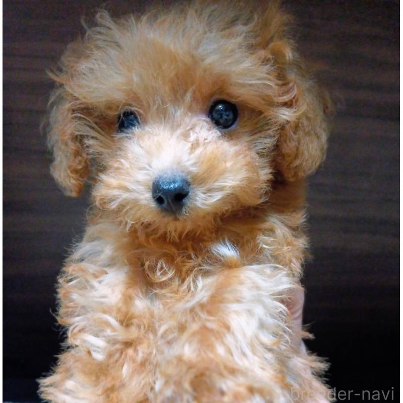 販売中の愛媛県のティーカッププードル-447279