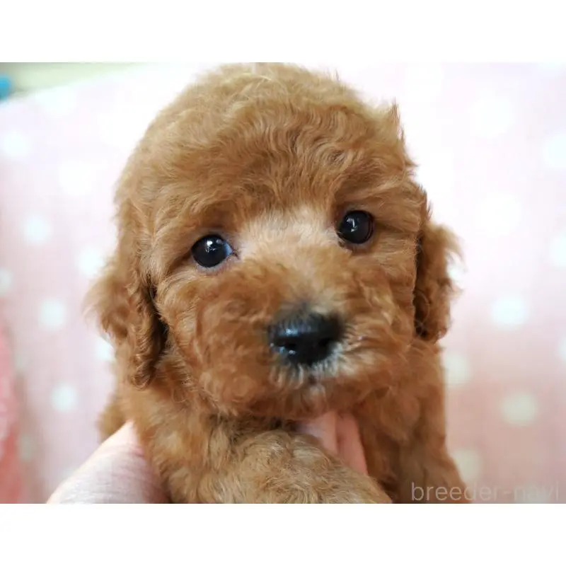 販売中の長崎県のトイプードル-453576