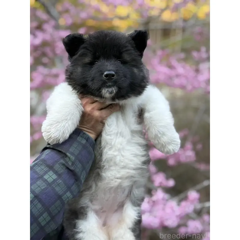 販売中の三重県のアメリカン・アキタ-453578