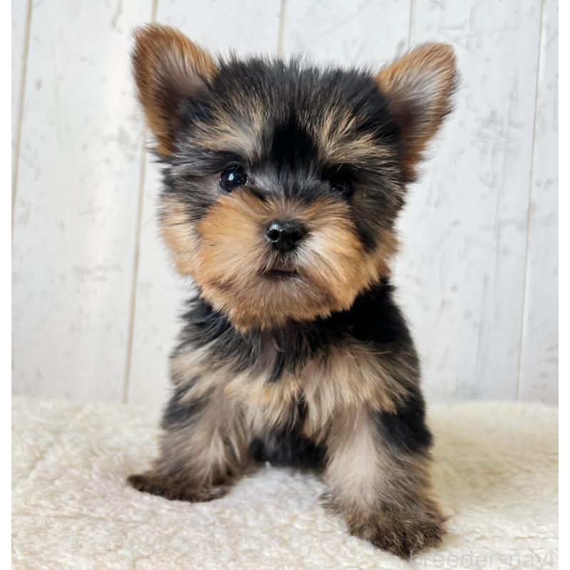 販売中の千葉県のヨークシャーテリア-453626