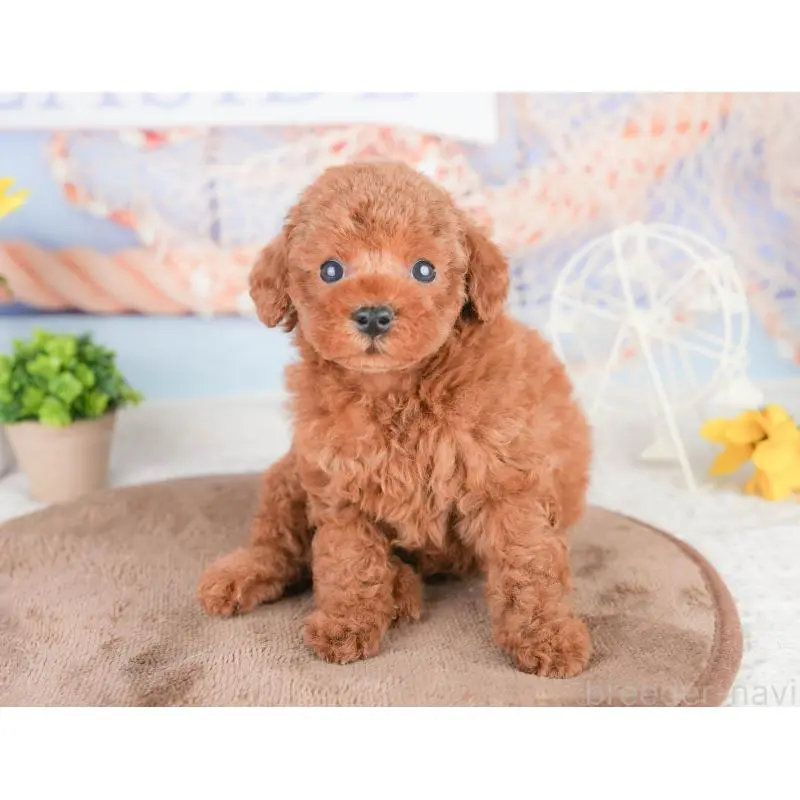 販売中の東京都のタイニープードル-454148