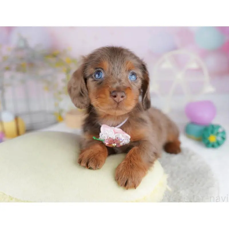 販売中の千葉県のミニチュアダックスフンド(ロングヘアード)-455884