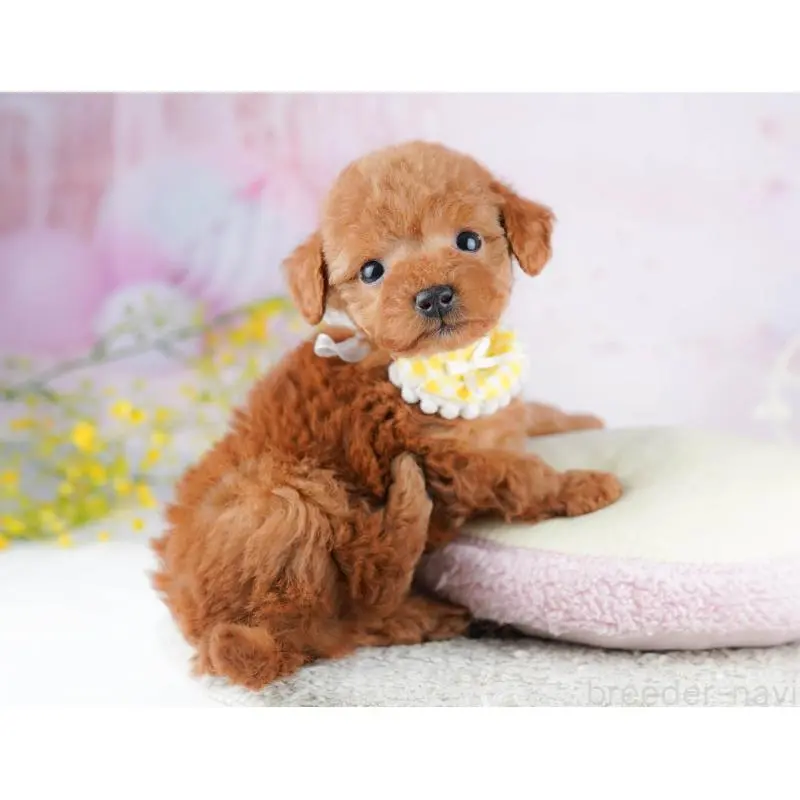 販売中の千葉県のティーカッププードル-453864