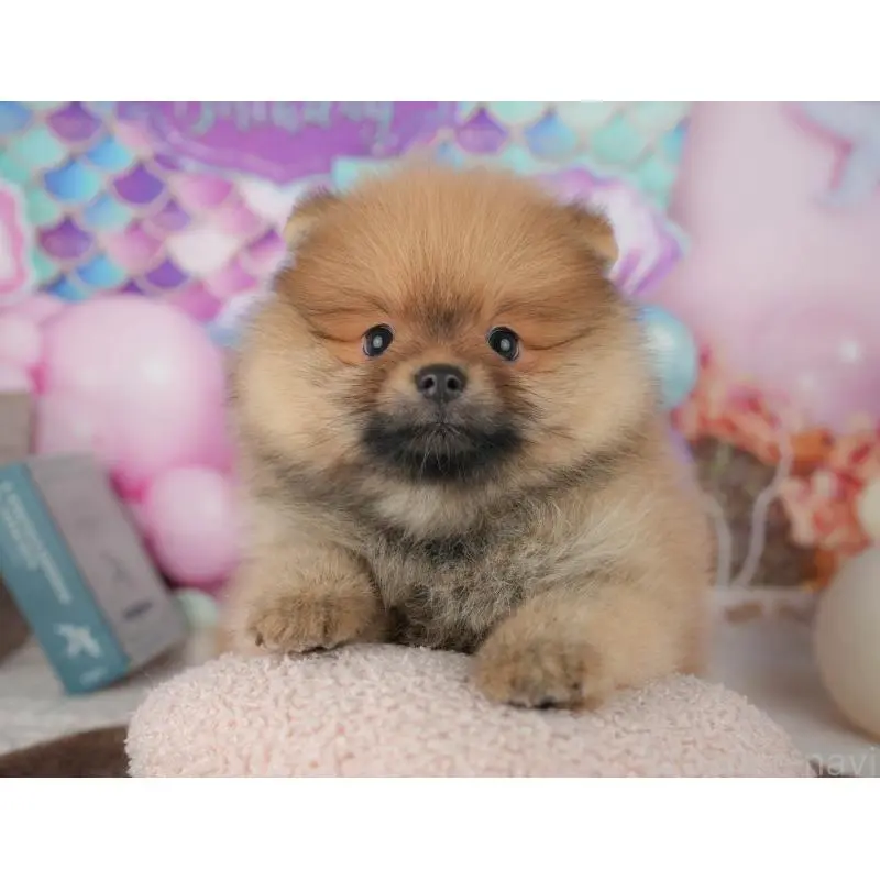 販売中の千葉県のポメラニアン-453904