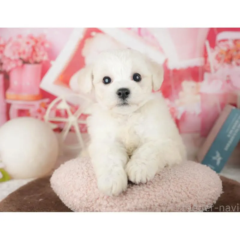 販売中の千葉県のビションフリーゼ-453880