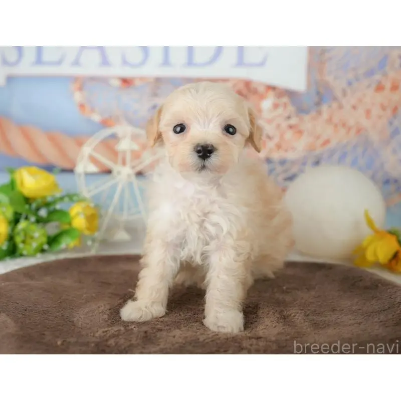 販売中の千葉県のマルプー:マルチーズ×トイプードル-453859