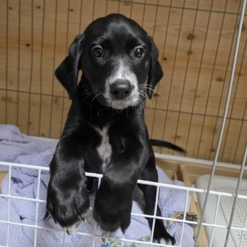 販売中の群馬県のミックス犬-453836