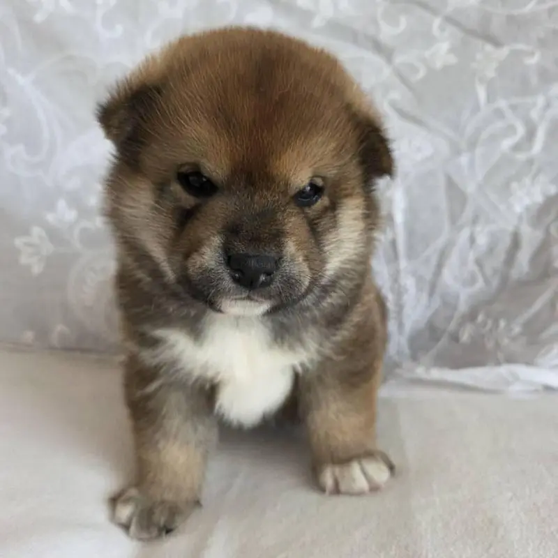 販売中の群馬県の柴犬-453850