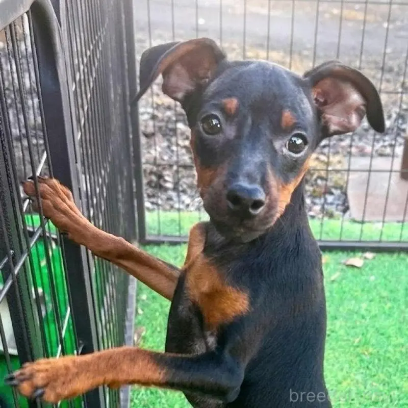 販売中の群馬県のミニチュアピンシャー(ミニピン)-453933