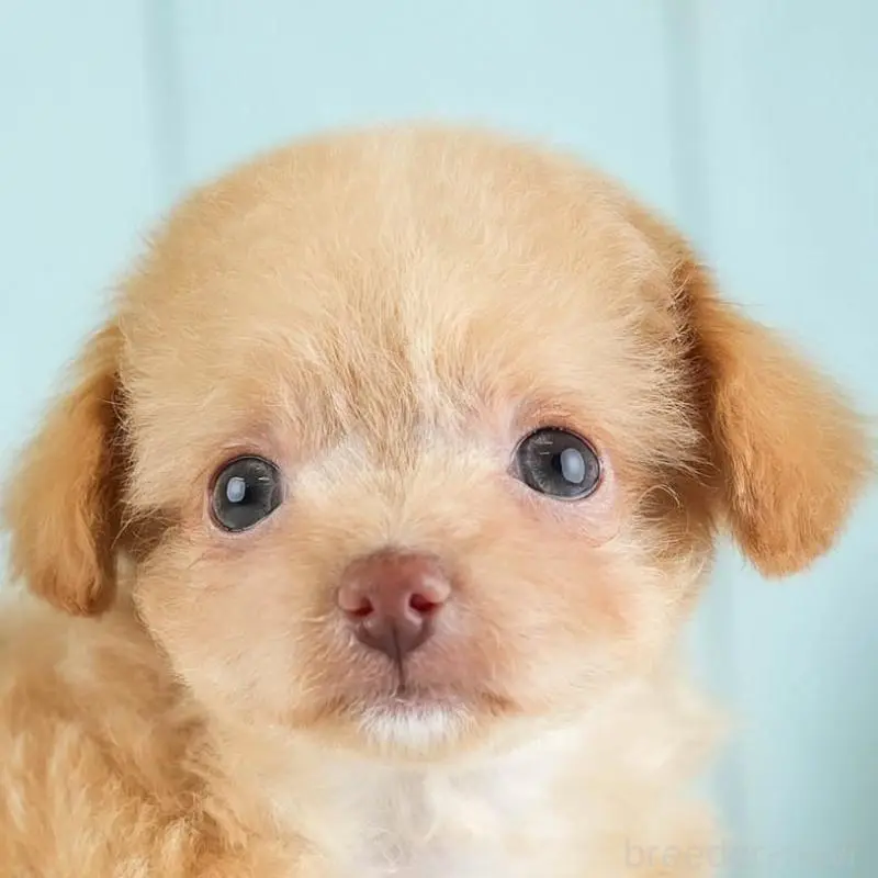 販売中の埼玉県のチワプー:チワワ×トイプードル-455160