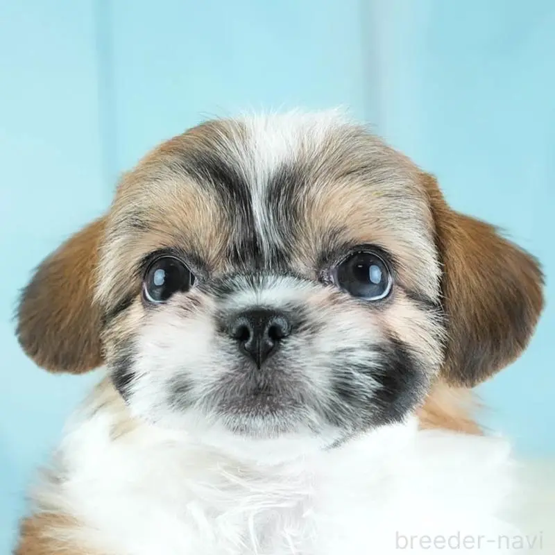 販売中の埼玉県のチワズー:チワワ×シーズー-455147