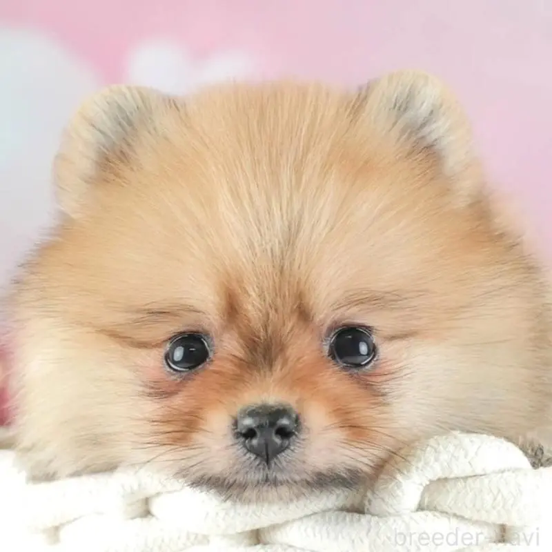 販売中の埼玉県のポメラニアン-454908