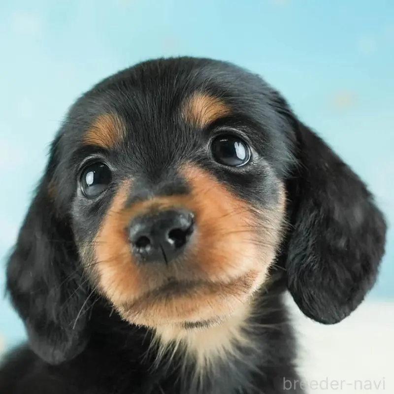 販売中の埼玉県のミニチュアダックスフンド(ロングヘアード)-455144