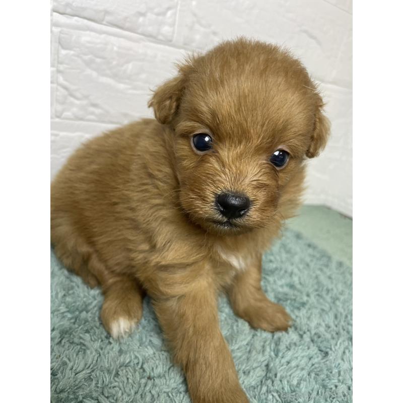 販売中の千葉県のポメプー:ポメラニアン×トイプードル-451780