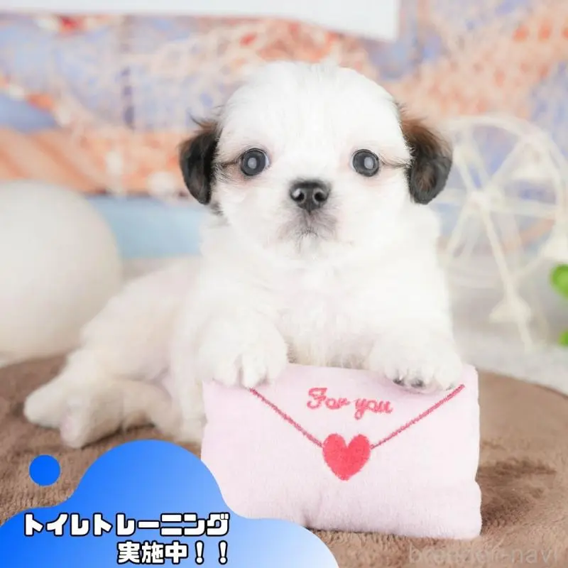 販売中の静岡県のチワズー:チワワ×シーズー-454287