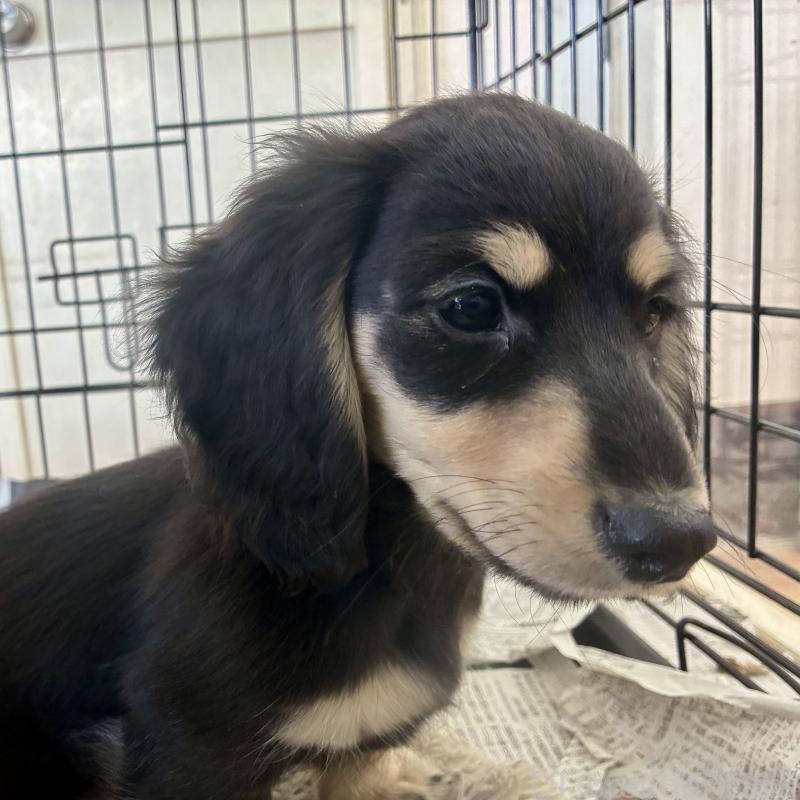 販売中の滋賀県のミニチュアダックスフンド(ロングヘアード)-442490