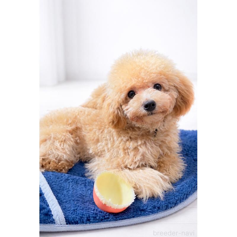 販売中の神奈川県のタイニープードル-441684