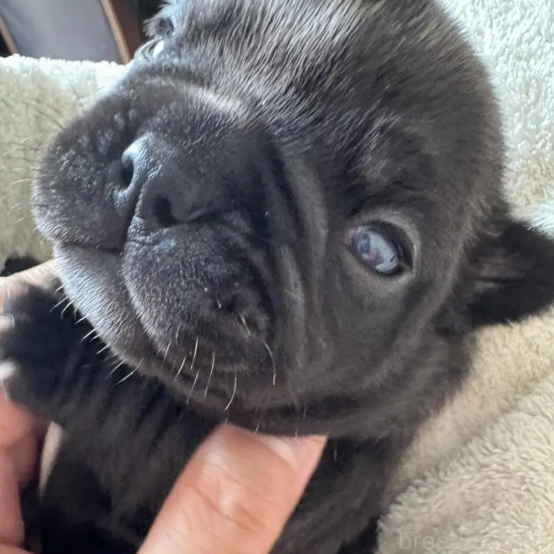 販売中の宮城県のフレンチブルドッグ-454140