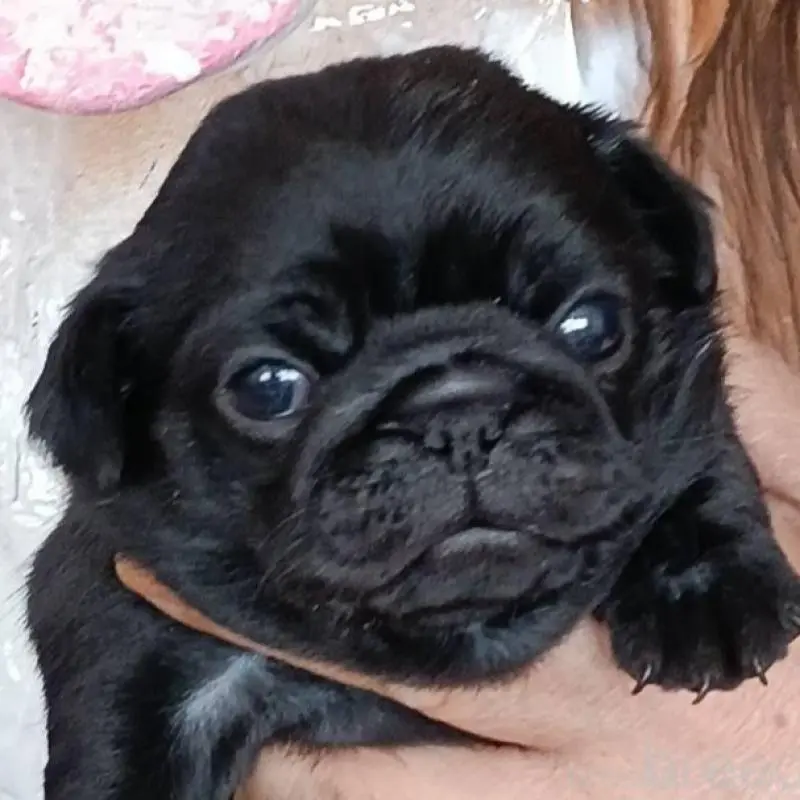 販売中の山形県のパグ-454141