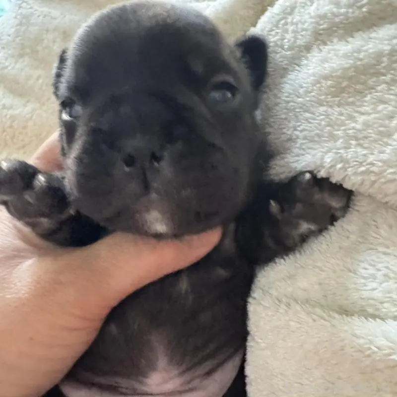 販売中の宮城県のフレンチブルドッグ-454142