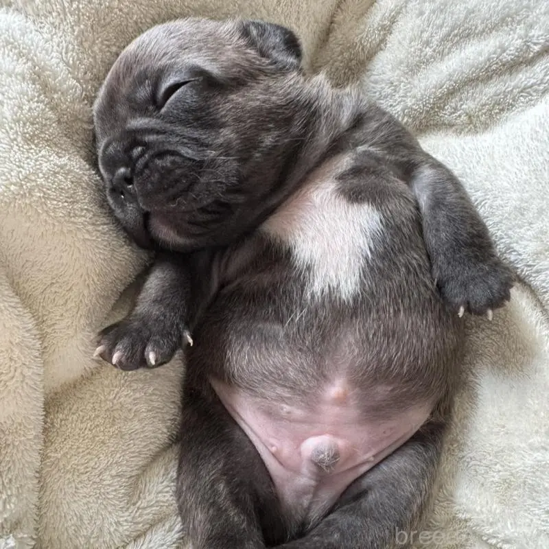 販売中の宮城県のフレンチブルドッグ-454145