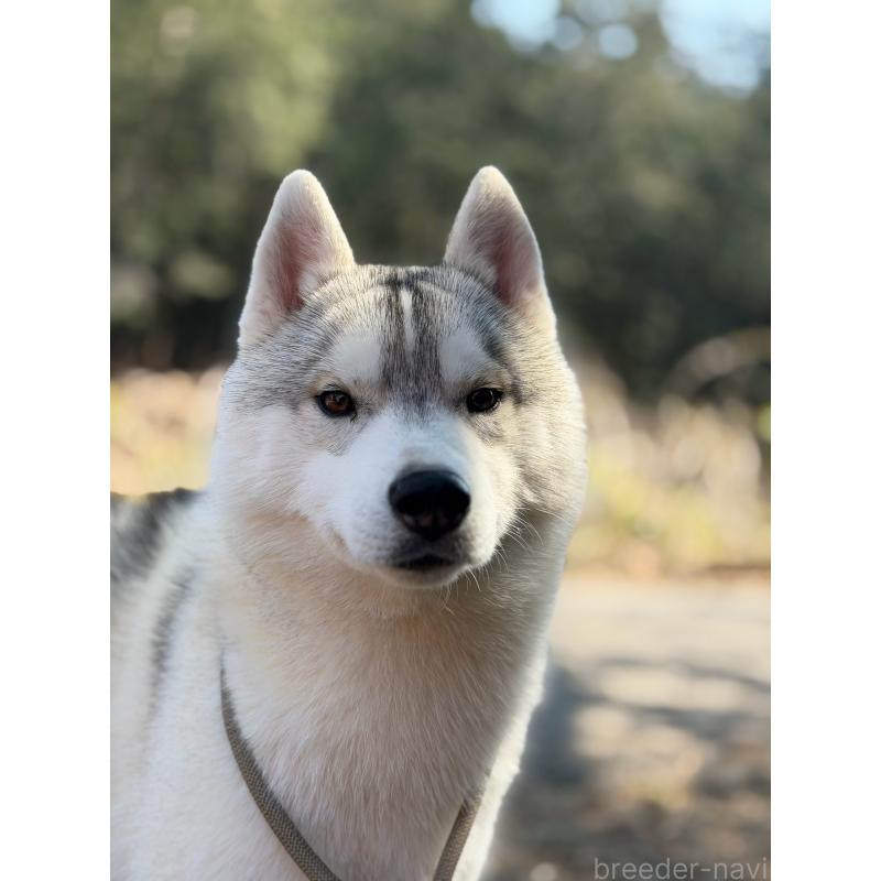 販売中の栃木県のシベリアンハスキー-407641