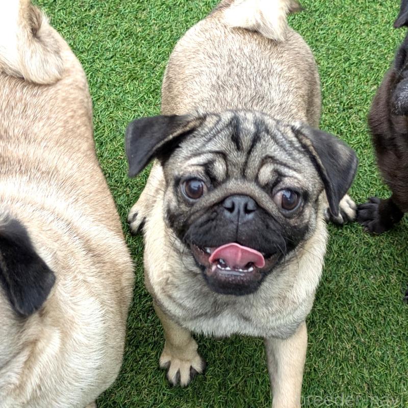 販売中の茨城県のパグ-450203