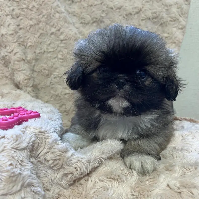 販売中の青森県のペキニーズ-454307