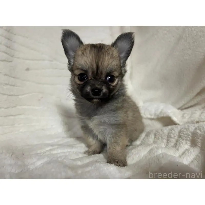 販売中の京都府のチワワ(ロングコート)-454358