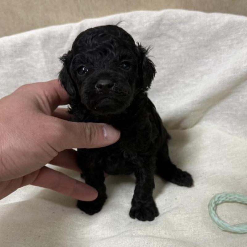 販売中の和歌山県のトイプードル-451726