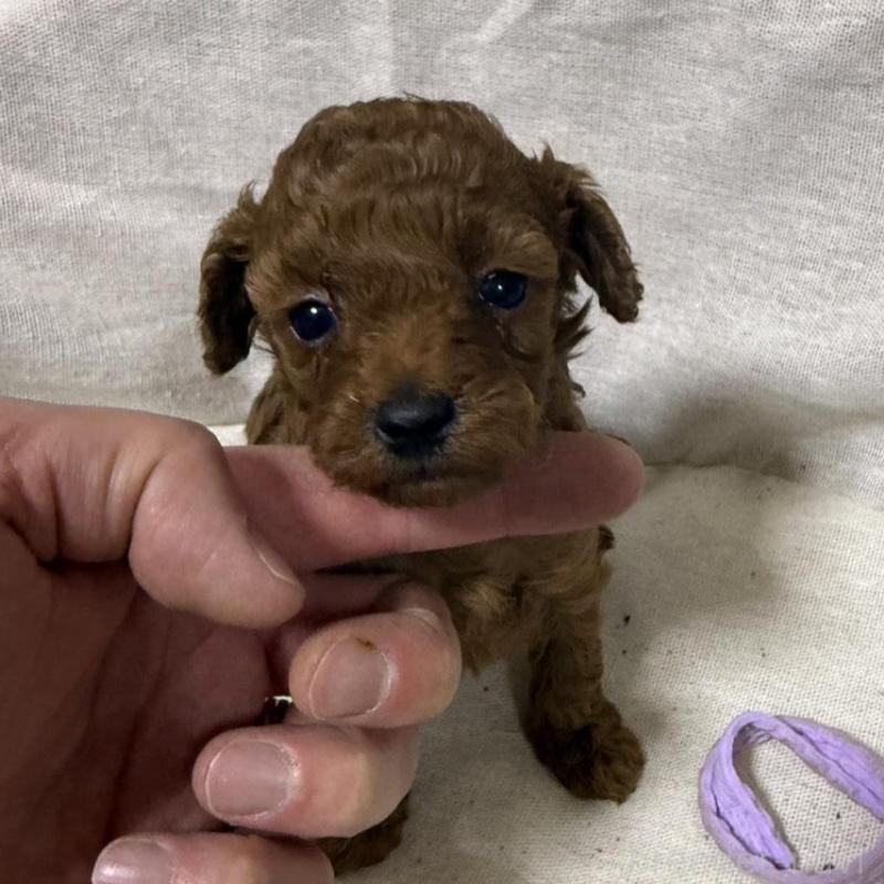 販売中の和歌山県のトイプードル-451727