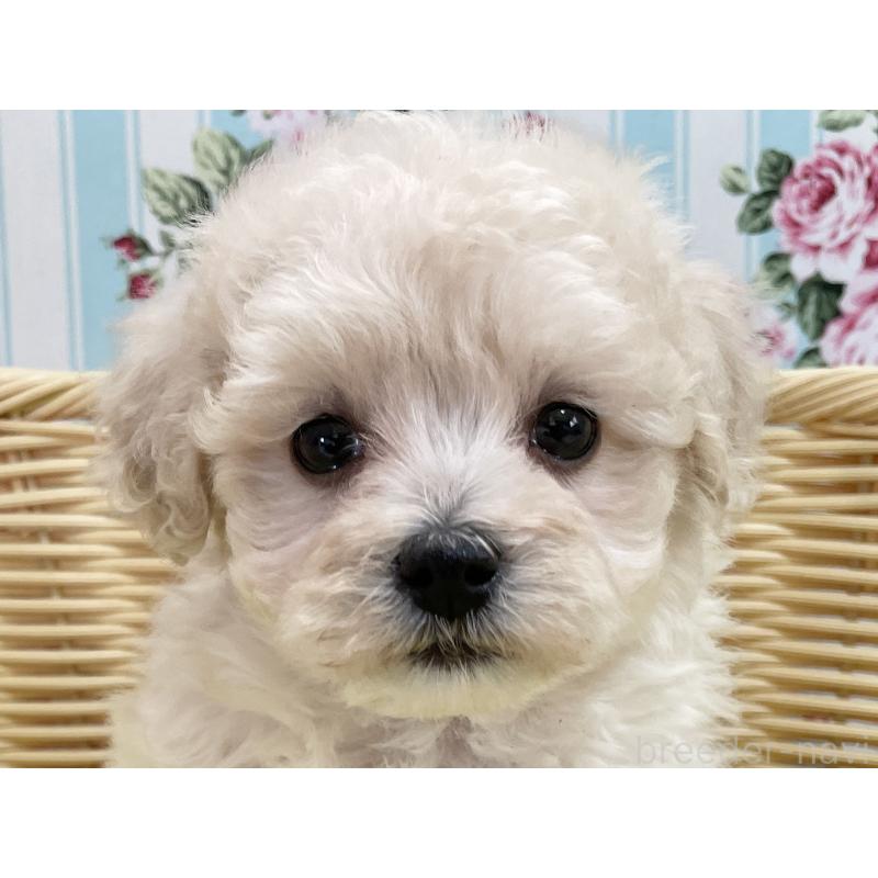 商談中の秋田県のマルプー:マルチーズ×トイプードル-451773