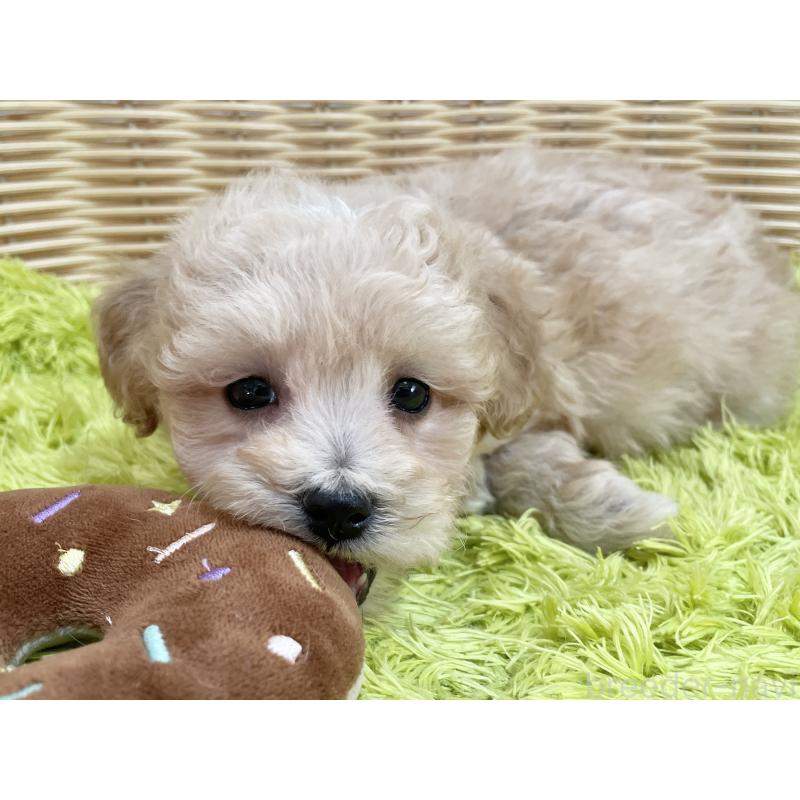 商談中の秋田県のマルプー:マルチーズ×トイプードル-451772