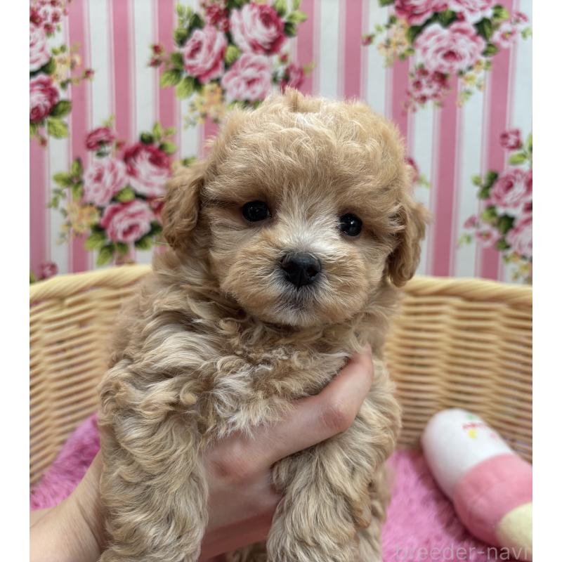 商談中の秋田県のマルプー:マルチーズ×トイプードル-452813